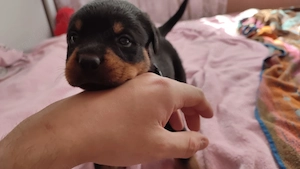 Minőségi Rottweiler kiskutyák szerető családba költöznének - kép 4