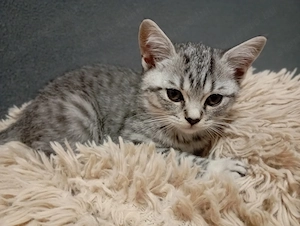 Brit kislány - kép 3