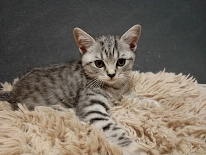 Brit kislány - kép 2