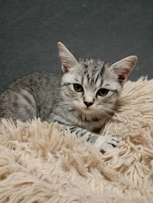 Brit kislány - kép 4