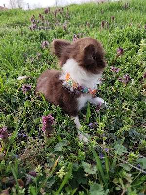 Csivava Chihuahua Törzskönyvezett szuka kölyök  - kép 7