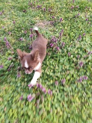 Csivava Chihuahua Törzskönyvezett szuka kölyök  - kép 5