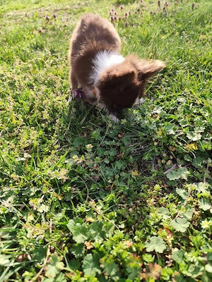 Csivava Chihuahua Törzskönyvezett szuka kölyök  - kép 2