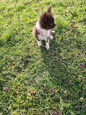 Csivava Chihuahua Törzskönyvezett szuka kölyök  - kép 6