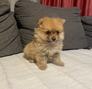 Pomerániai Törpe Spitz kislány - kép 2