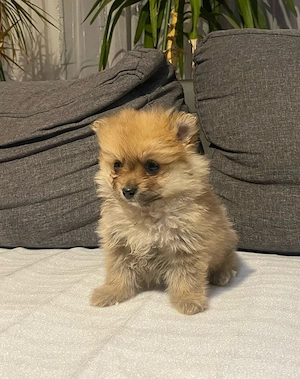 Pomerániai Törpe Spitz kislány