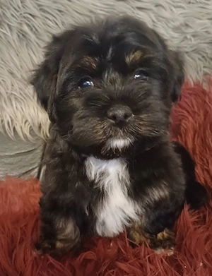 Csodaszép trikolor bichon havanese babák - kép 3