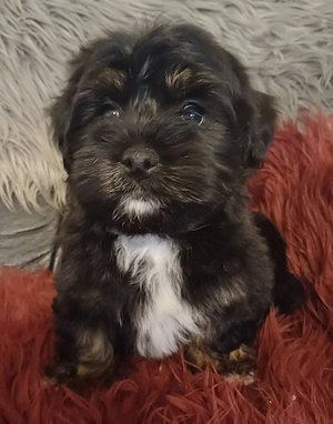 Csodaszép trikolor bichon havanese babák - kép 2