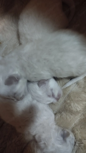 2026.03.28.-án Született Ragdoll kiscicák! - kép 3