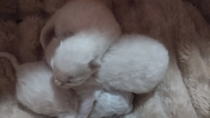 2026.03.28.-án Született Ragdoll kiscicák! - kép 4