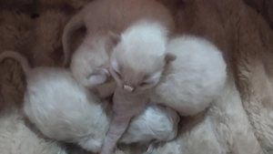 2026.03.28.-án Született Ragdoll kiscicák! - kép 2