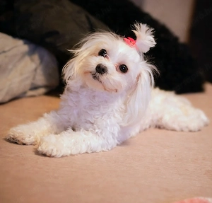 Eladó mini Máltai lány selyemkutya