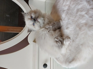 Ragdoll kiscica gazdit keres.  - kép 2