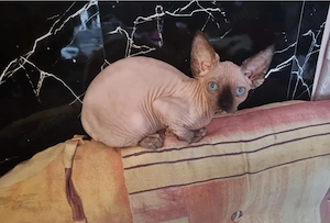 Szfinx ivaros lány cica eladó.  - kép 3