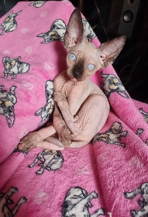 Szfinx ivaros lány cica eladó.  - kép 4