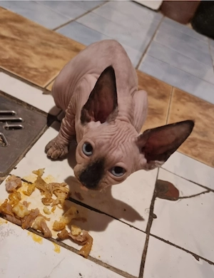 Szfinx ivaros lány cica eladó.  - kép 2