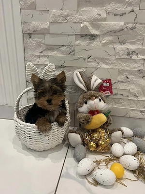 Yorkshire terrier kiskutya