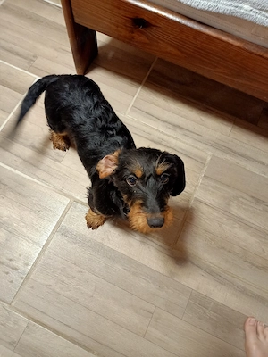 Tacskó kutyus  - kép 3