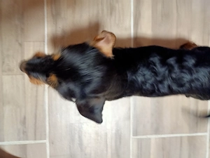 Tacskó kutyus  - kép 4