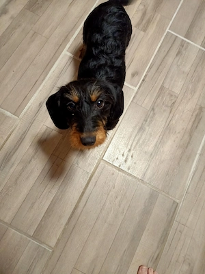 Tacskó kutyus  - kép 5