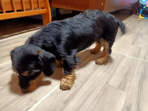 Tacskó kutyus  - kép 2