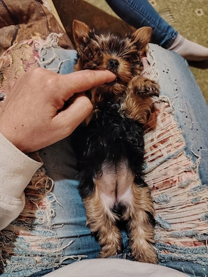 Eladó Yorki Terrier kislány  - kép 2