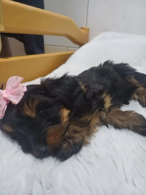  Édes kölyök Yorkshire lány kiskutya - kép 2