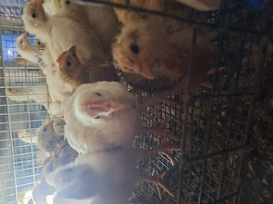 4 hetes előnevelt  csirke - kép 3