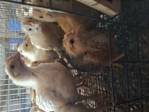 4 hetes előnevelt  csirke - kép 2