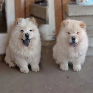 Eladó 2 db 16 hetes kan csau csau (chow-chow) kiskutya helyhiány miatt. 