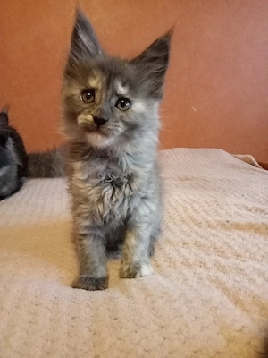 Maine coon cica- Hivatalos tenyészetből  - kép 2