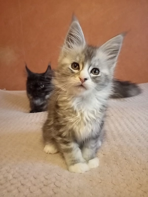 Maine coon cica- Hivatalos tenyészetből  - kép 3