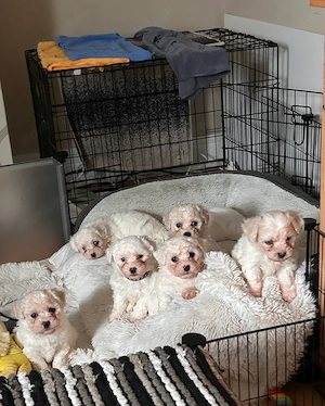 Törzskönyvezett máltai selyemkutyák - kép 3