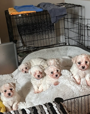 Törzskönyvezett máltai selyemkutyák - kép 4