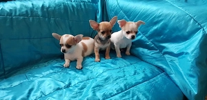 Játékos csivavakutyák - kép 2