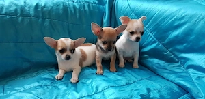 Játékos csivavakutyák - kép 4