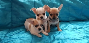 Játékos csivavakutyák - kép 3