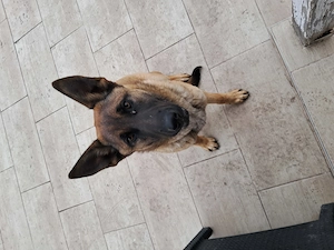 Malinois kutya eladó - kép 2