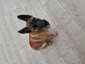 Malinois kutya eladó - kép 3