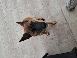Malinois kutya eladó