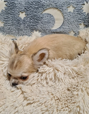 Törzskönyvezett csivava babák! - kép 3