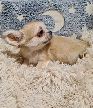 Törzskönyvezett csivava babák! - kép 5