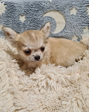 Törzskönyvezett csivava babák! - kép 7