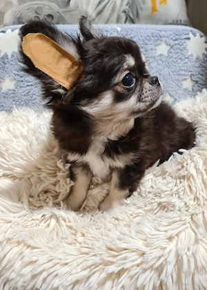 Törzskönyvezett csivava babák! - kép 2