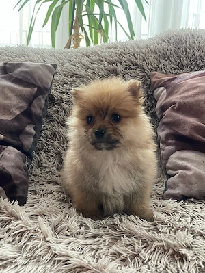 Pomerániai Törpe Spitz kislány