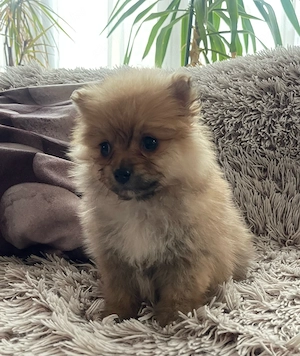 Pomerániai Törpe Spitz kislány - kép 2