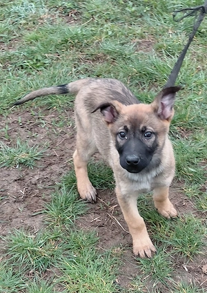 Német juhász jellegű kiskutyák szerető gazdit keresnek  - kép 4