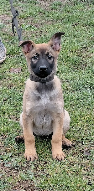 Német juhász jellegű kiskutyák szerető gazdit keresnek 