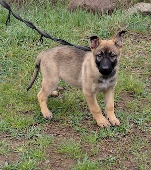 Német juhász jellegű kiskutyák szerető gazdit keresnek  - kép 2
