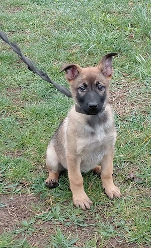 Német juhász jellegű kiskutyák szerető gazdit keresnek  - kép 3